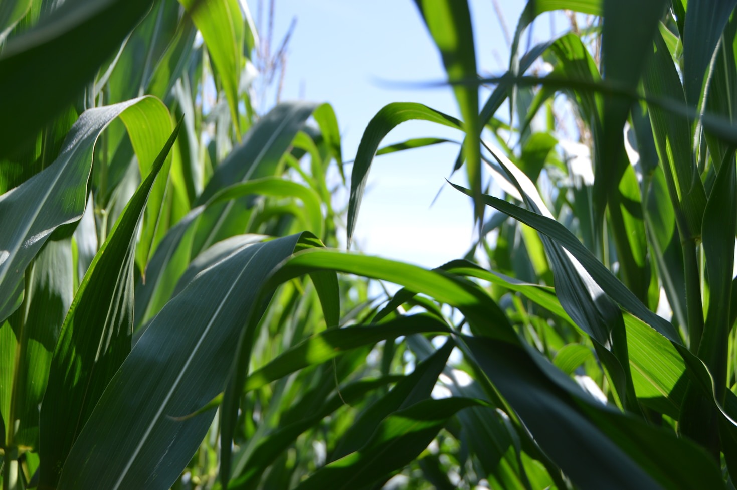 Impactos econômicos do etanol de milho no agronegócio